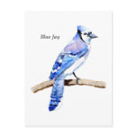 Blue Jay postcards