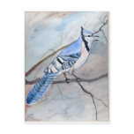 Blue Jay postcards