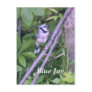Blue Jay Postcards