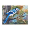 Blue Jay Postcard