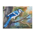 Blue Jay Postcard