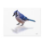 Blue Jay Post Card