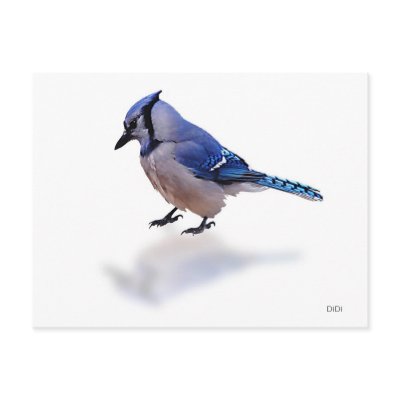 Blue Jay Post Card by DiDi_Higginbotham