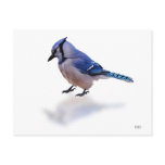 Blue Jay postcards