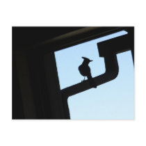 Blue Jay Postcards