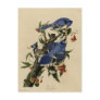 Blue Jay Postcards