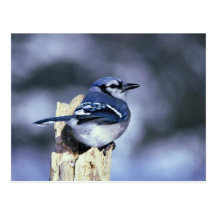 Blue jay postcards