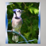 Blue Jay posters