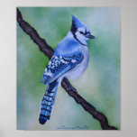 Blue Jay Poster