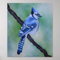 Blue Jay Poster