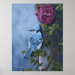 Blue Jay Poster