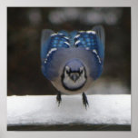 Blue Jay Poster posters