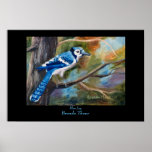 Blue Jay Poster