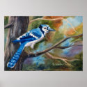 Blue Jay Poster posters