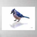 Blue Jay Posters