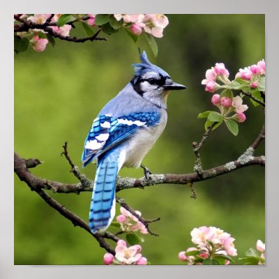 Blue Jay Poster by Lindaglass22