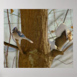 Blue Jay Poster