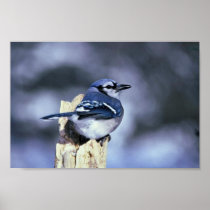 Blue jay print