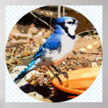 Blue Jay Posters