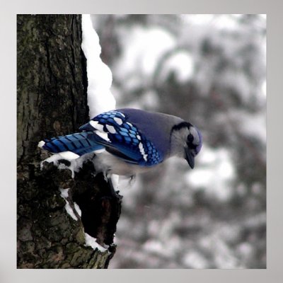 Blue Jay Poster / Print by kahmier