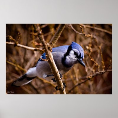 Blue Jay - print by TLWphotography