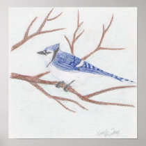 Blue Jay Print
