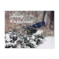 blue jay snow, Merry, Christmas - Customized post Post Cards
