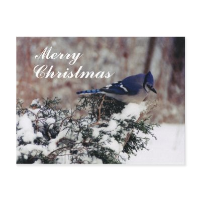 blue jay snow, Merry, Christmas - Customized post Post Cards by Russ45
