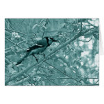 Blue Jay Songbird Greeting Cards