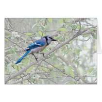 Blue Jay Songbird Cards