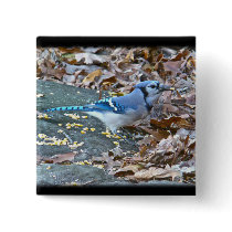 Blue Jay Songbird (Cyanocitta cristata) Buttons