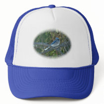 Blue Jay Songbird (Cyanocitta cristata) Hats