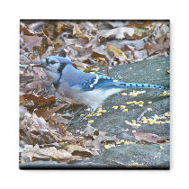 Blue Jay Songbird (Cyanocitta cristata) Fridge Magnets