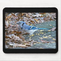 Blue Jay Songbird (Cyanocitta cristata) Mouse Pads