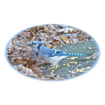 Blue Jay Songbird (Cyanocitta cristata) Oval Stickers
