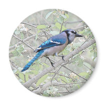 Blue Jay Songbird Refrigerator Magnets
