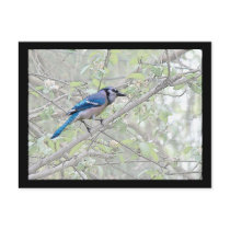 Blue Jay Songbird Post Card