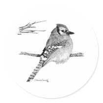 Blue Jay