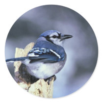 Blue jay round sticker