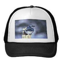 Blue jay trucker hat