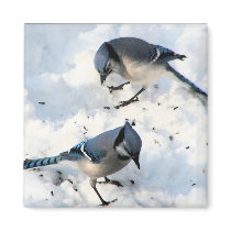 Blue Jays in Snow