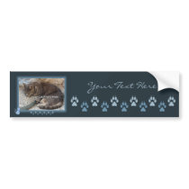 Blue Kitty Frame Photo Bumper Sticker