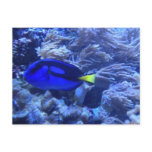 Blue Lagoon fish postcard