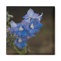 Blue Larkspur | Blauer Rittersporn Magnets