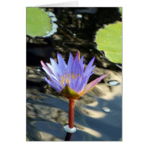 Blue Lotus Greeting Cards