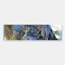 Blue Macaw Bumper Sticker