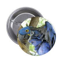 Blue Macaw Button