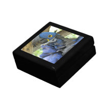 Blue Macaw  Gift Box