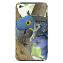 Blue Macaw iTouch Case iPod Touch Cases