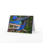 Blue macaw parrots fighting photograph picture greeting card